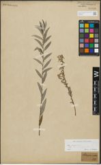 Foto von Salix repens subsp. rosmarinifolia (L.) Andersson
